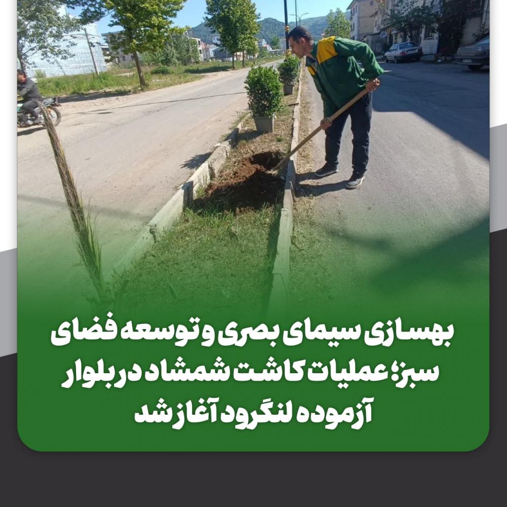 عملیات کاشت شمشاد در بلوار آزموده