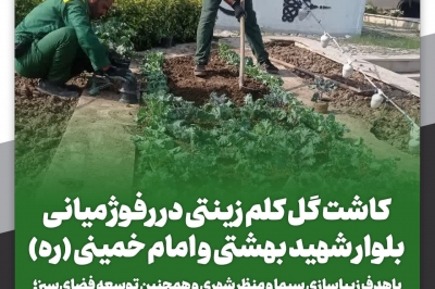 کاشت گل کلم زینتی 