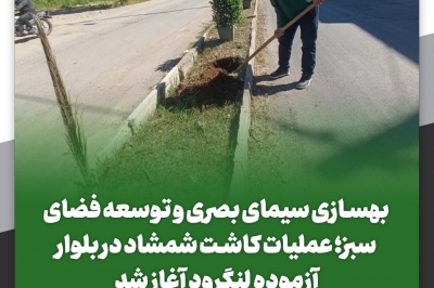عملیات کاشت شمشاد در بلوار آزموده